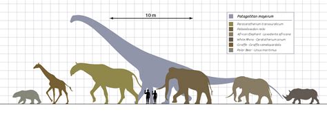 Image Dinosaur Elephant Size Comparison | PeepsBurgh.Com