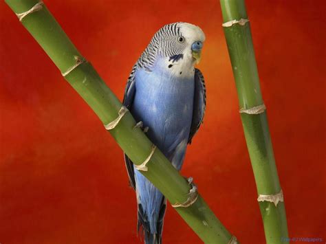 Budgie Wallpapers - Wallpaper Cave