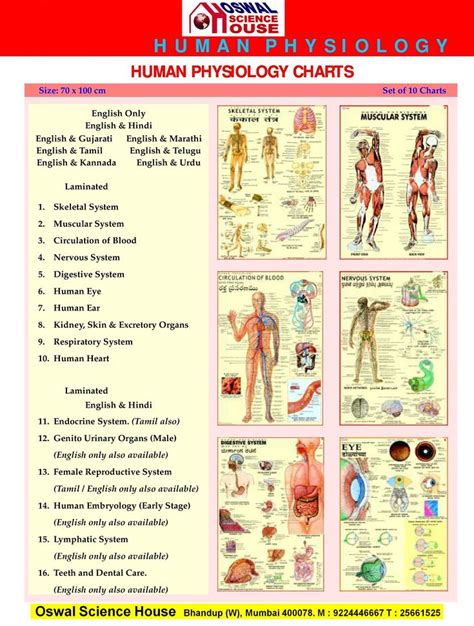 Pin Detailed Human Physiology Charts Small Elementary on Pinterest ...