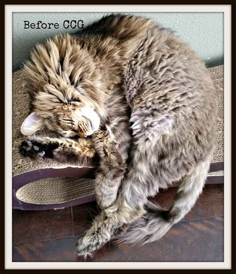 Before & After – Colorado Cat Grooming