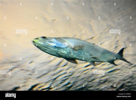 Barracuda predator fish in blurred motion Stock Photo - Alamy