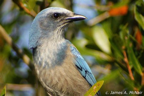 Florida Scrub Jay | Project Noah