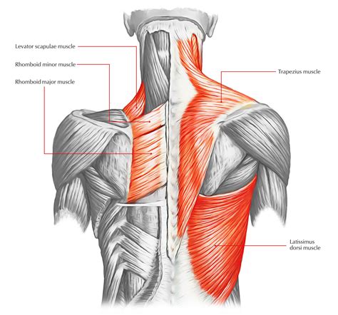 Human Back Musculature - Back Muscles – 28 Major 【Muscles of the ... | Muscle anatomy, Muscle ...