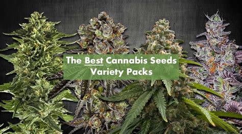 The Best Cannabis Seeds Variety Packs to Buy Online - 10Buds