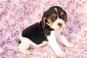 Beaglier Puppies for Sale from Reputable Dog Breeders