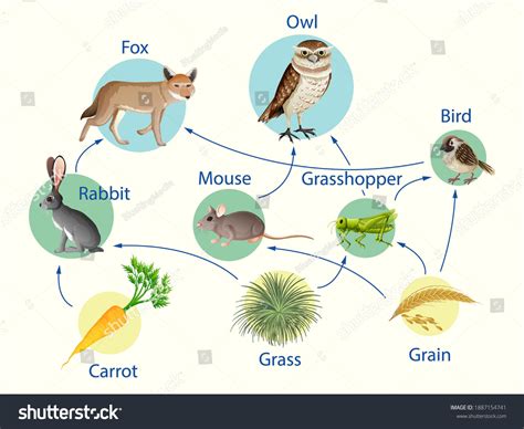 Education Poster Biology Food Chains Diagram Stock Vector (Royalty Free) 1887154741 | Shutterstock