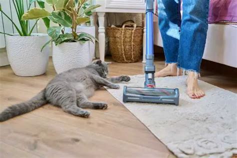 The Unpleasant Job Of Removing Cat Urine From Carpet - Smells And Stains