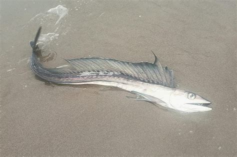 Lancetfish washed ashore Oregon beaches, baffling scientists