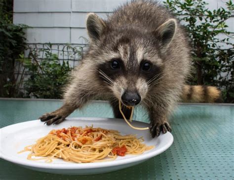 15 Things Raccoons Like to Eat Most (Diet, Care & Feeding Tips)