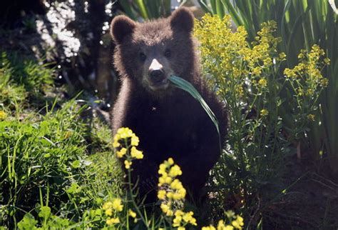 Three Bears Caught on Video in Colorado Backyard