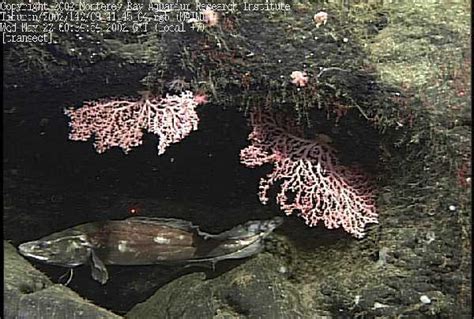 NOAA Ocean Explorer: Davidson Seamount: Cusk Eel