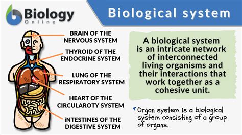 Biological system - Definition and Examples - Biology Online Dictionary