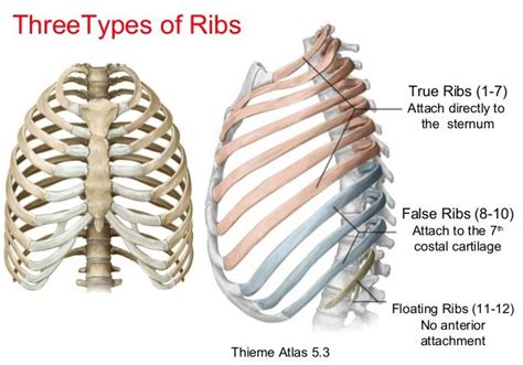 Pin by Tatjana on human biology | Basic anatomy and physiology, Anatomy bones, Medical anatomy