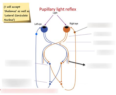 Kinematik forpligtelse pensum light reflex pathway flowchart Vænne sig til Kan beregnes Kano