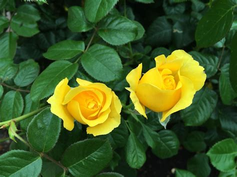 Free Image on Pixabay - Yellow Rose, Rose Bush, Bush | Yellow roses ...