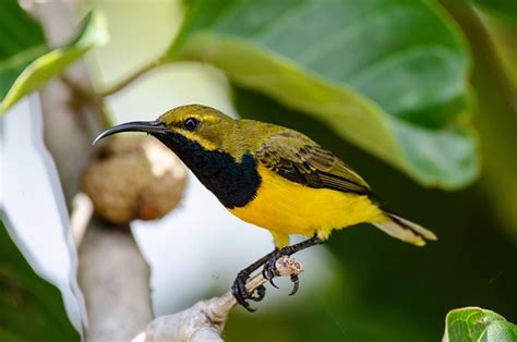 Olive-Backed Sunbird Bird Animal - Free photo on Pixabay