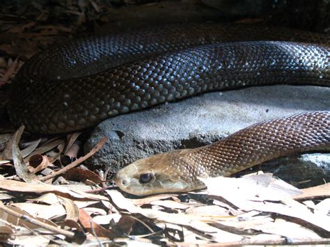 The Top 10 Most Venomous Snakes in Australia - Owlcation