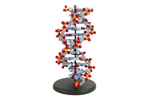 Dynamic DNA Kit© – 3D Molecular Designs