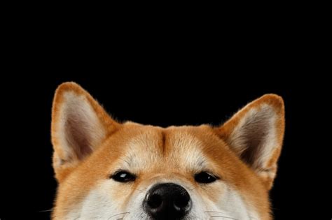 Shiba Inu Coin