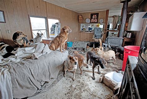 Animal Hoarding: A Real-World Psychiatric Problem - German Shepherd Rescue of Orange County