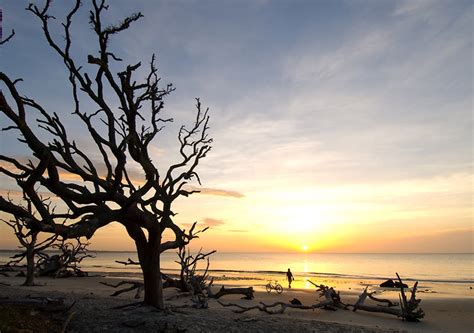 Driftwood Beach | Jekyll Island, GA 31527