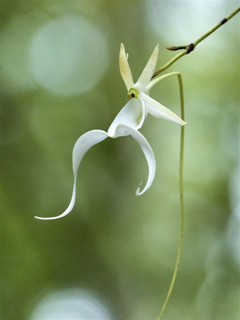 Feds to consider ghost orchid for endangered species list