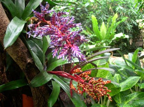 Types of Plants in the Rainforest | Medicinal herbs plants