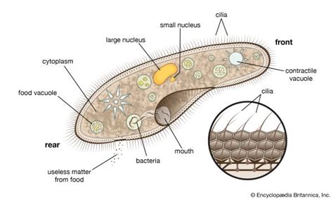 Cilium | Definition, Function, & Facts | Britannica