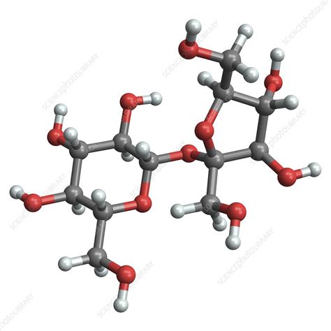 Sucrose molecule - Stock Image - F003/3388 - Science Photo Library