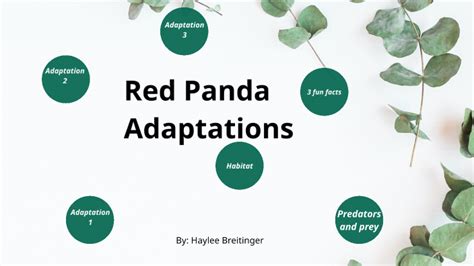 RED PANDA ADAPTATIONS by haylee breitinger on Prezi