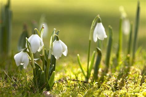 🔥 Free download Spring Wallpaper [2560x1706] for your Desktop, Mobile ...