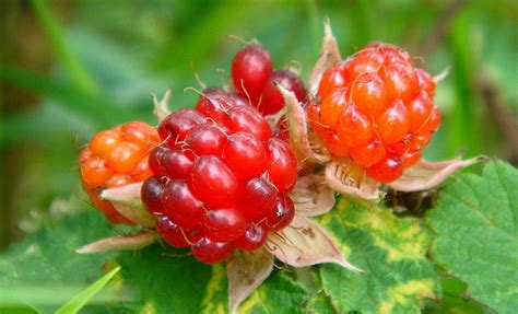 Rubus idaeus seed | BELL Garden Company,Wholesale Plant seeds,Alive ...