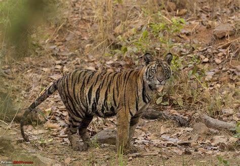 Bandhavgarh Tiger Reserve: Photologue - Team-BHP