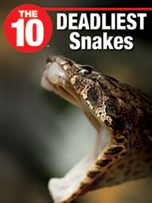 The 10 Deadliest Snakes - Rubicon, a Savvas Company