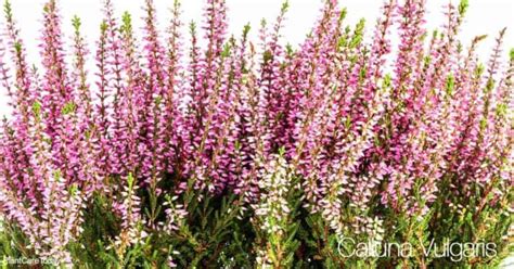 Calluna Vulgaris Care: All About Growing Common Heather