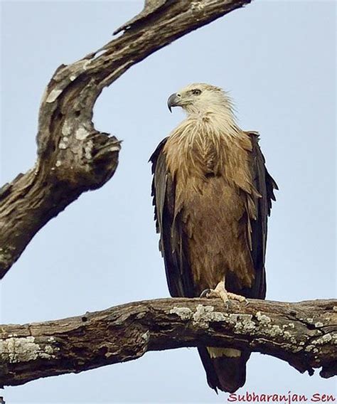 Uzbekistan – National animal – Pallas's Fish Eagle | National animal, Animals, Eagle