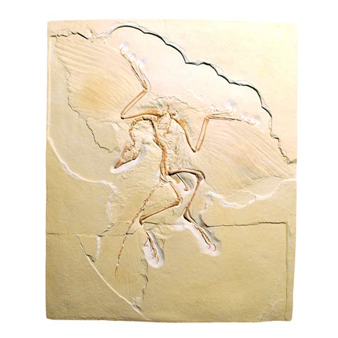 Archaeopteryx lithographica, Replica - 1018509 - U75005 - Fossils - 3B Scientific