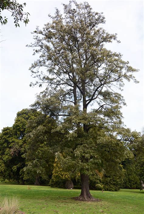 Grevillea robusta | Landscape Plants | Oregon State University