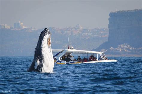 Sydney 2-Hour High-Speed Whale Watching Cruise by Fantasea - Klook ...