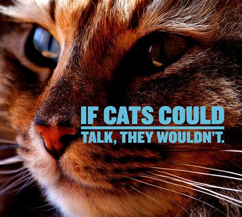 Cat Quotes: 25 Sayings Only Cat Lovers will Understand: