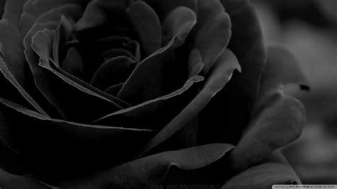 Black Rose 4k Hd Desktop Wallpaper For 4k Ultra Hd - Desktop Background ...