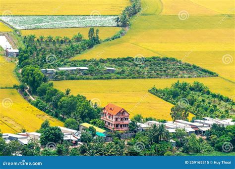 Aerial View Ripe Rice Fields at Noon, Golden Sunshine in the Mekong Delta Stock Image - Image of ...