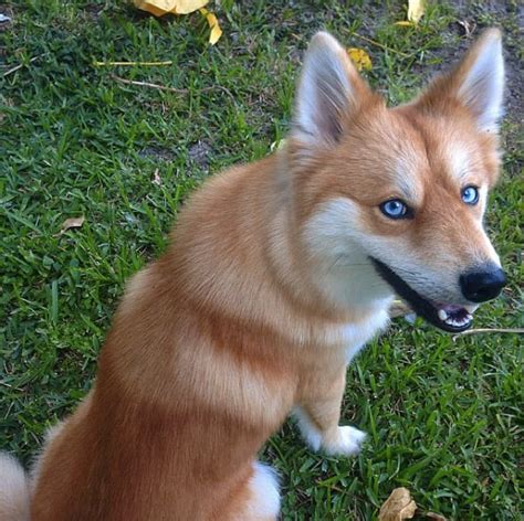 Meet Mya, An Adorable Fox Who's Actually An Adorable Dog - BarkPost