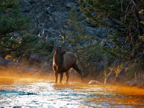 Beautiful Forest Elk At Sunset HD desktop wallpaper : Widescreen : High ...