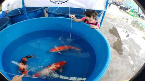 Giobel Koi Center Koi Farm Beautiful Koi Fish For Sale | Koi fish, Koi fish care, Koi fish pond