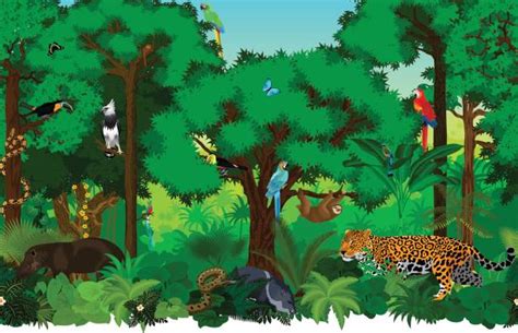 Amazon Rainforest Illustrations, Royalty-Free Vector Graphics & Clip Art - iStock