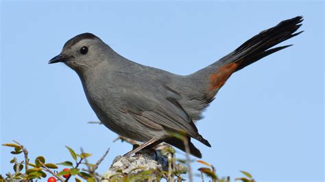 Gray Catbird | Audubon Field Guide