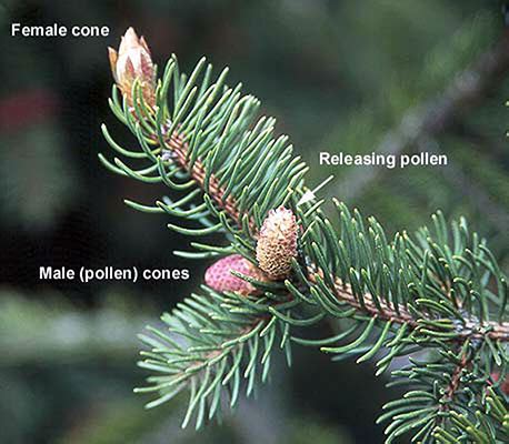 Picea abies | Landscape Plants | Oregon State University