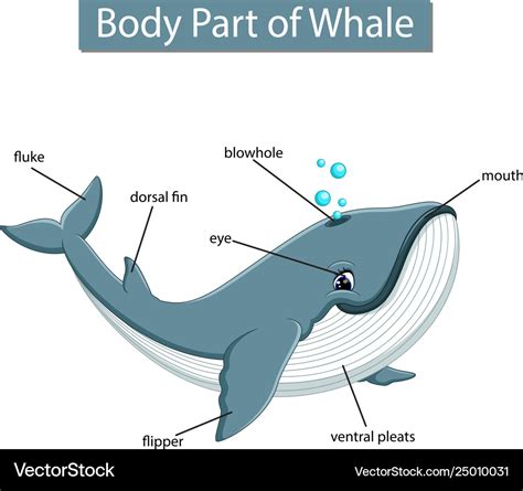 Diagram showing body part whale Royalty Free Vector Image