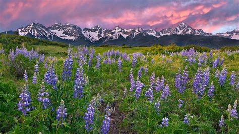 Love For His People: Rocky Mountain flowers photos - THANK YOU LORD!